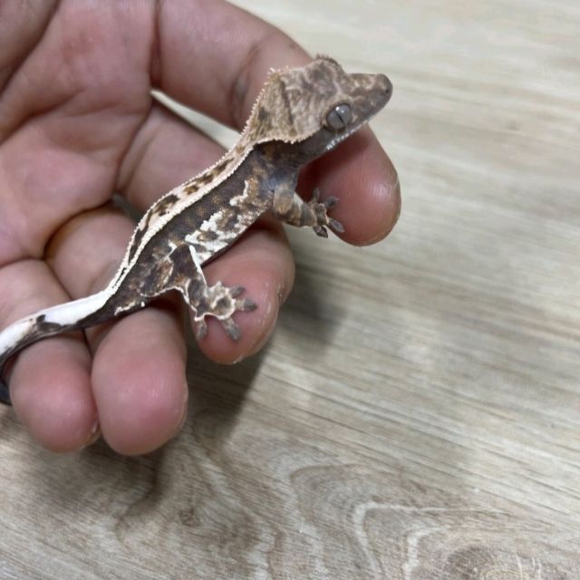카푸치노
