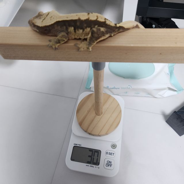 100%헷아잔틱