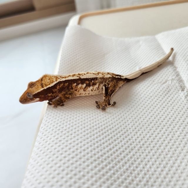 익스트림할리퀸