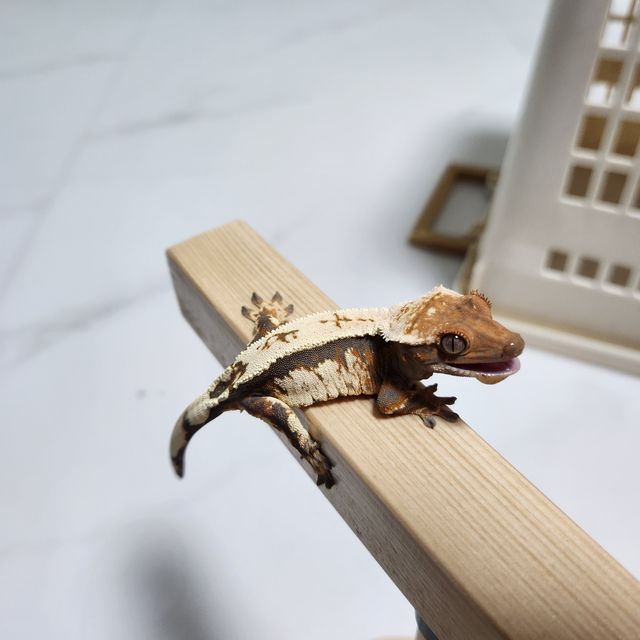 세이블