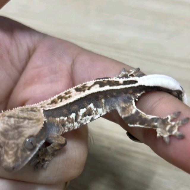 카푸치노
