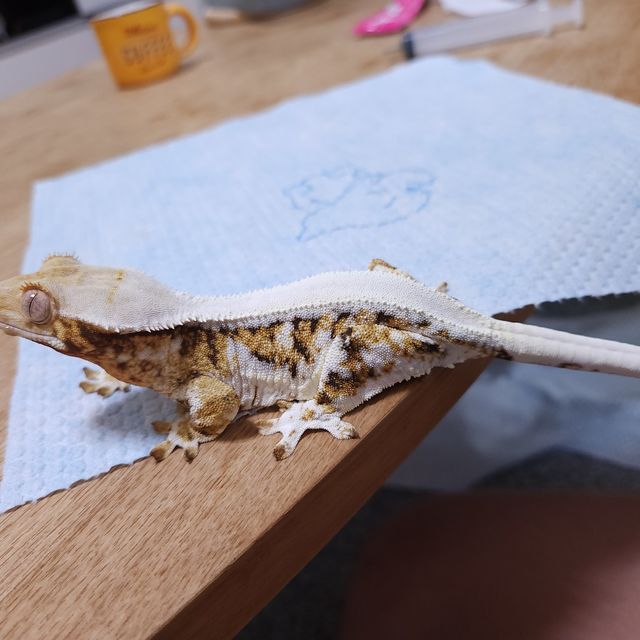 릴리화이트