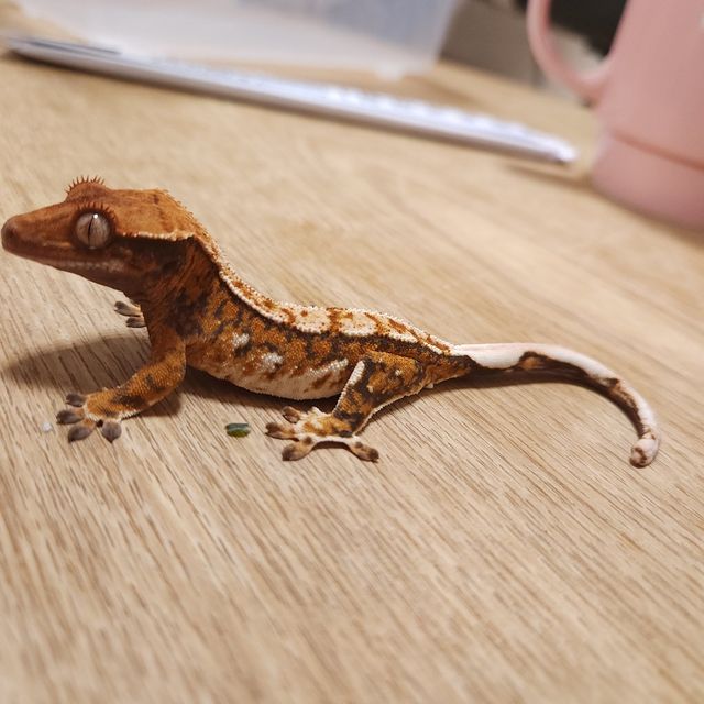 트라이 할리퀸 텐저린 화이트