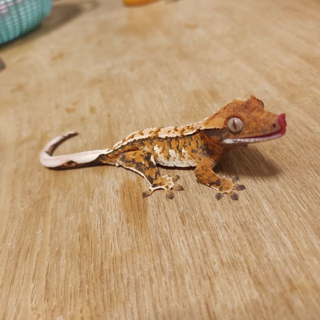 트라이 할리퀸 텐저린 화이트