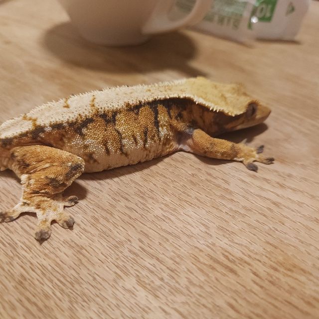 트라이 바브 텐저린 할로윈 화이트