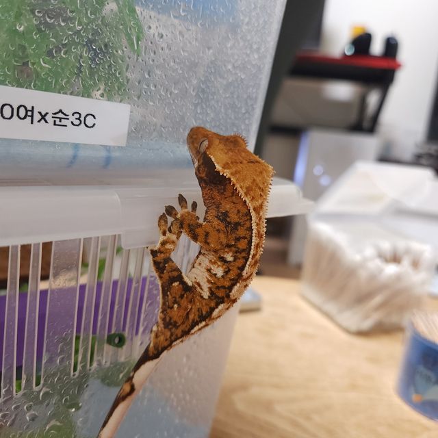 트라이 할리퀸 텐저린 화이트