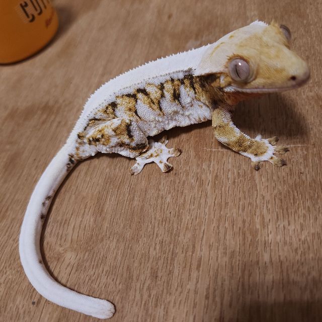 릴리화이트