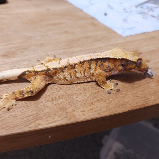 트라이 바브 텐저린 할로윈 화이트