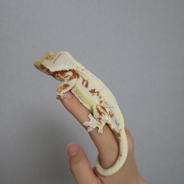 릴리화이트 레드