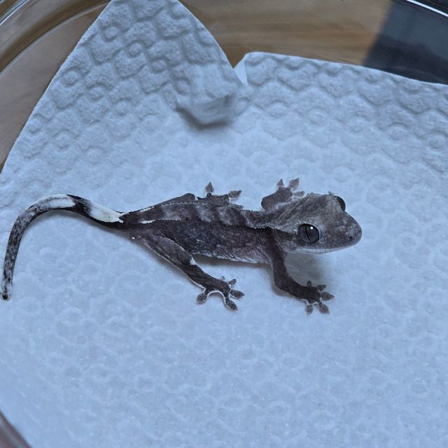 아잔틱