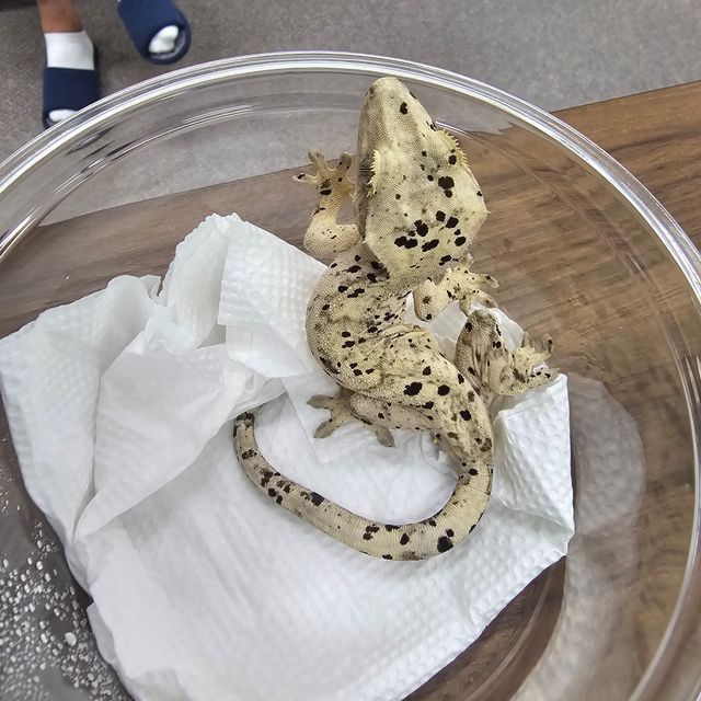 아잔틱