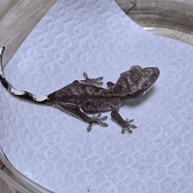 아잔틱