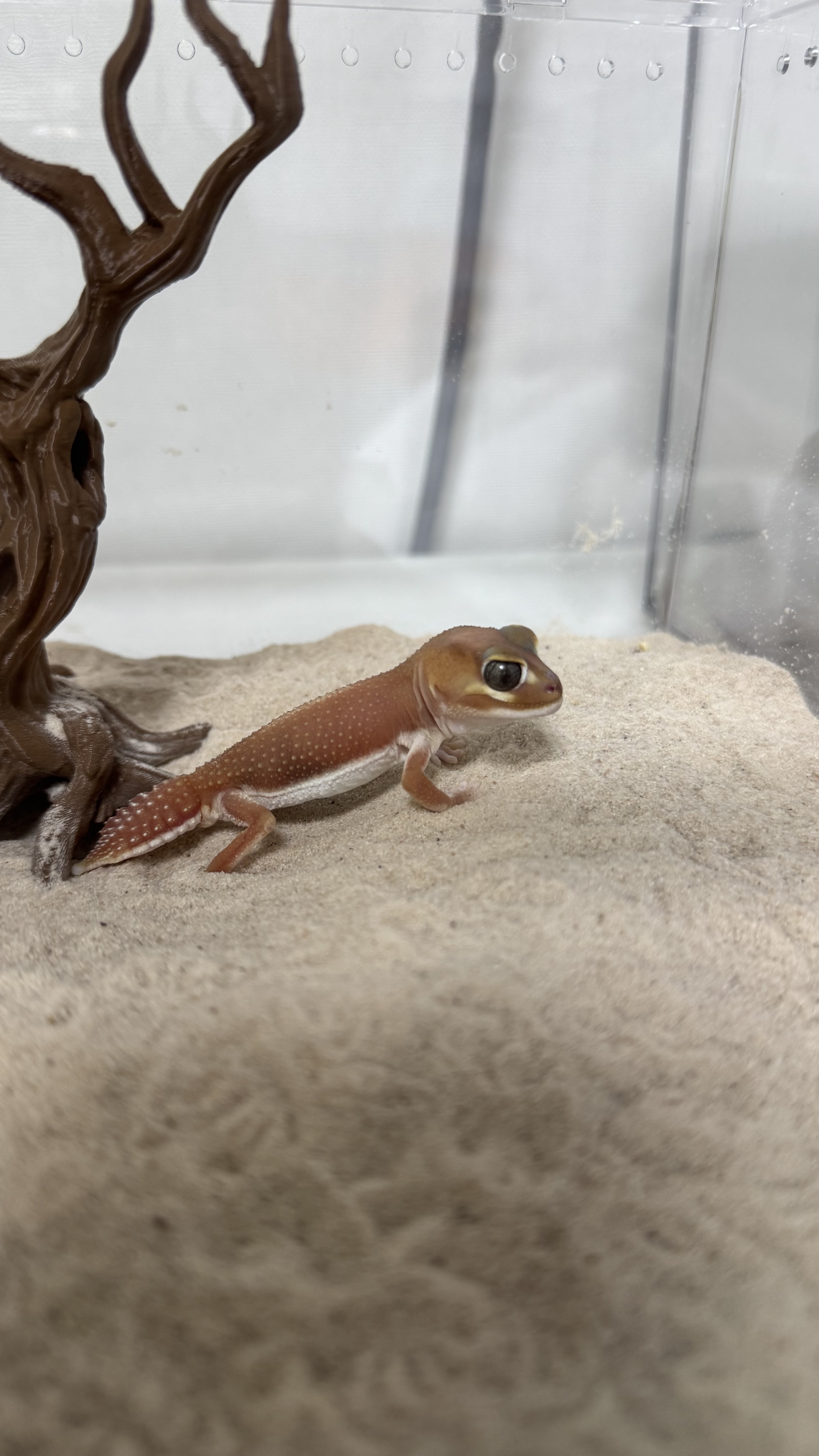 강압두