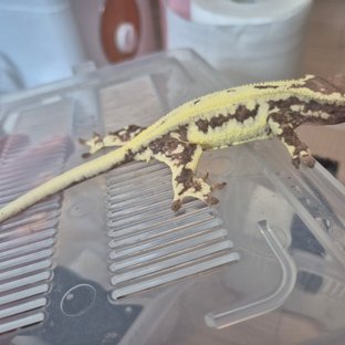 프라푸치노