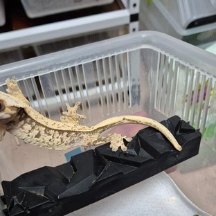 노멀 드리피 화이트스팟 풀핀