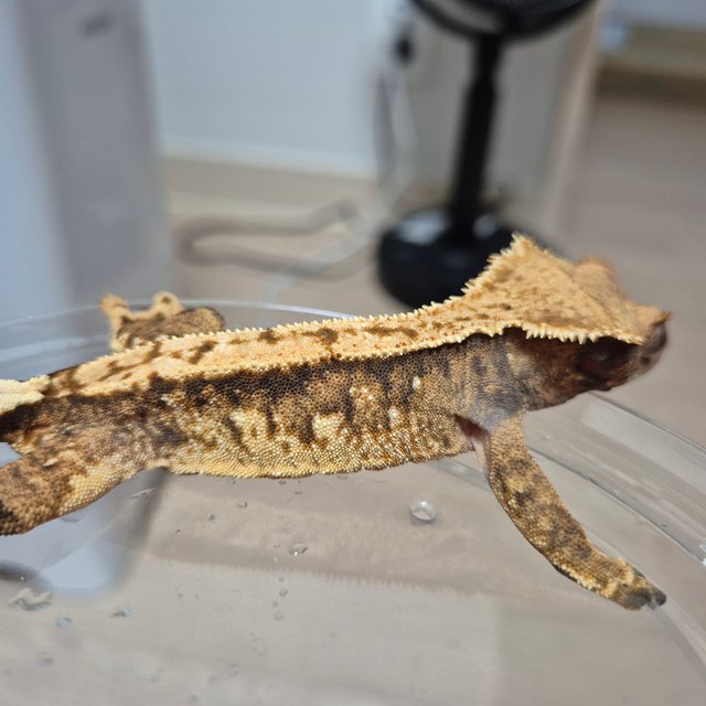 100%헷아잔틱 텐저린