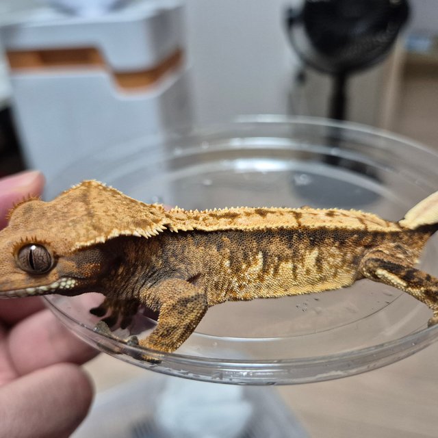 100%헷아잔틱 텐저린