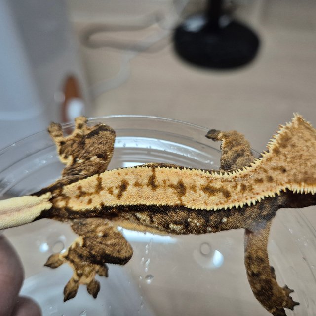 100%헷아잔틱 텐저린