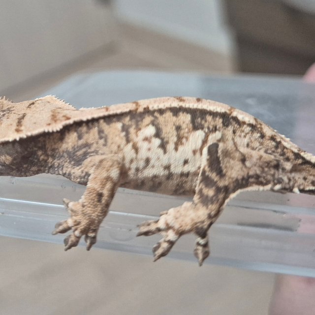 노멀 트라이 익스트림할리퀸 화이트스팟