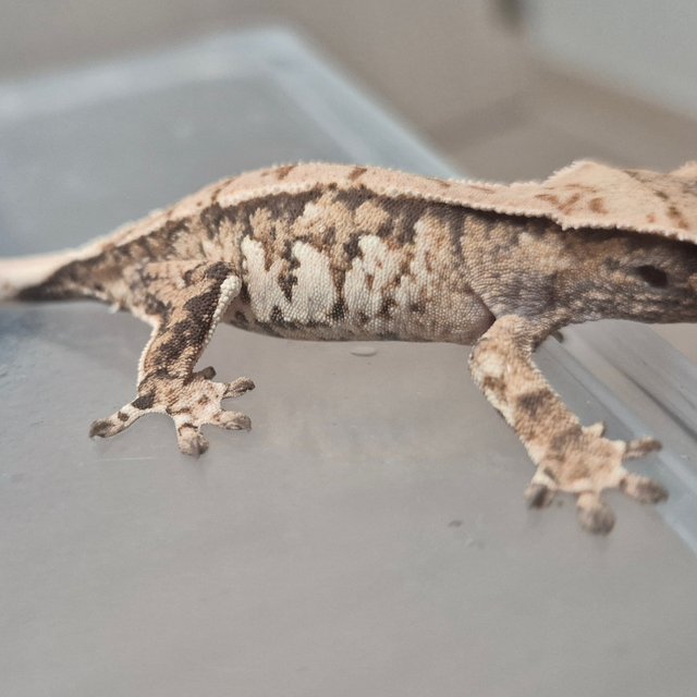 노멀 트라이 익스트림할리퀸 화이트스팟