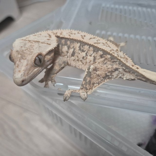 노멀 드리피 화이트스팟 풀핀