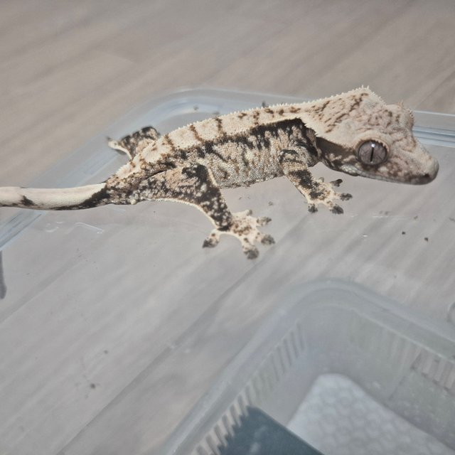 노멀 트라이 드리피 화이트스팟