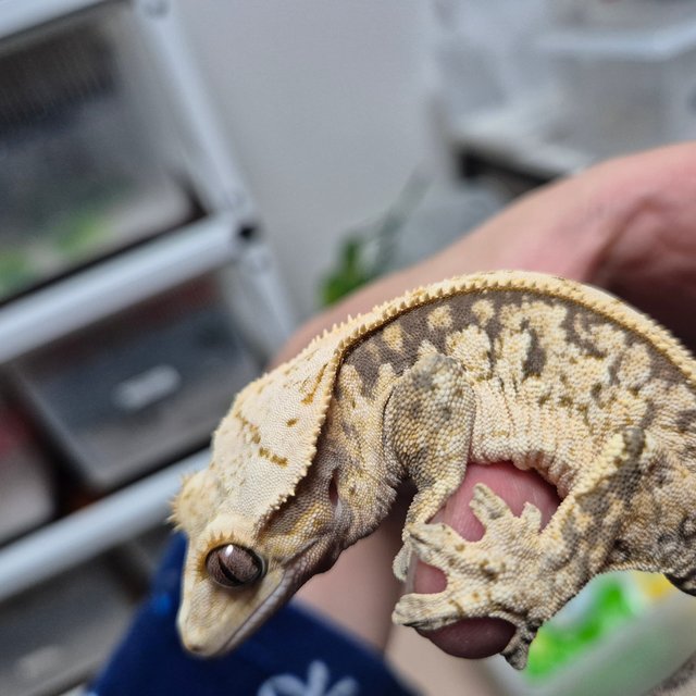 노멀 드리피 화이트스팟 풀핀