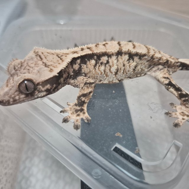 노멀 트라이 드리피 화이트스팟