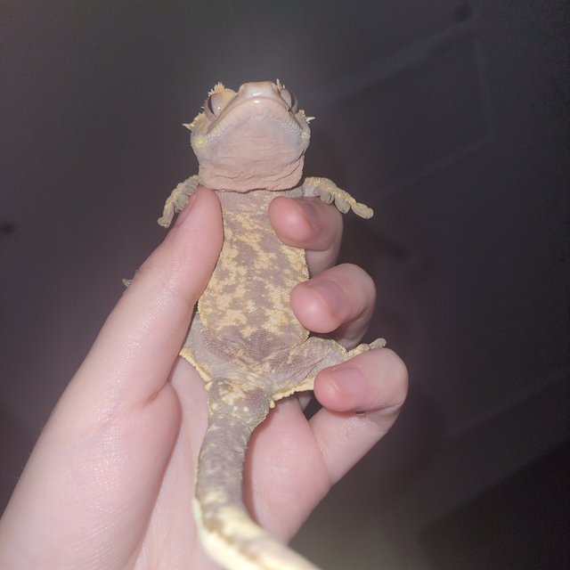 노멀 쿼드 익스트림할리퀸 옐로우