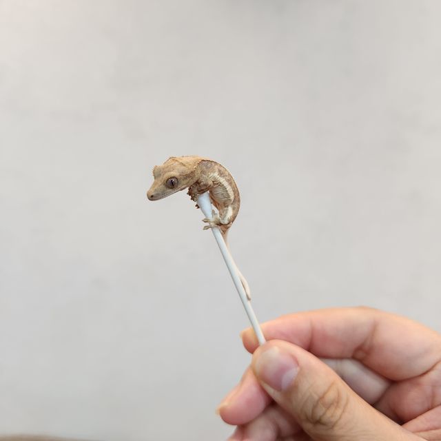 크림 팬텀 릴리화이트