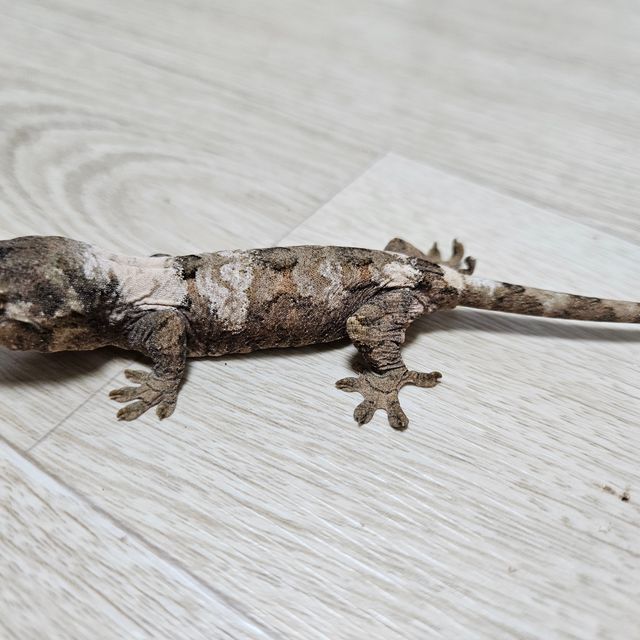 파인아일랜드 화이트카라
