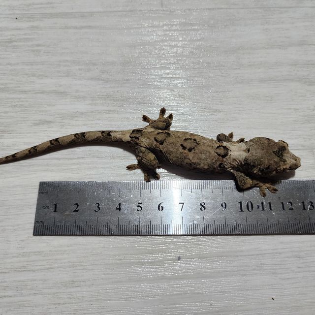 파인아일랜드 화이트카라