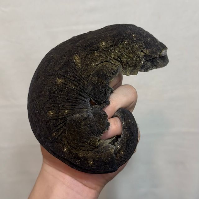 다크 GT