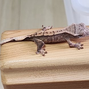 노멀