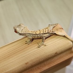 노멀