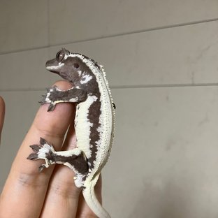 릴잔틱 드리피 풀핀 다크 화이트스팟 아잔틱