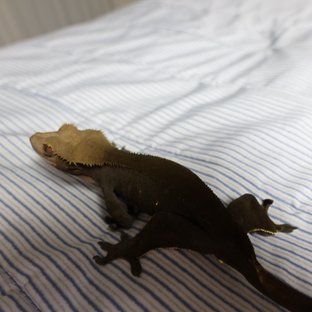 챠콜 알티