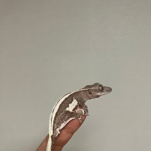 릴잔틱 풀핀 화이트핀