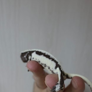 릴잔틱 드리피 풀핀 다크 화이트스팟 아잔틱