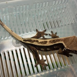 세이블 풀핀 슈퍼스트라이프