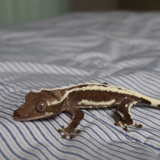 릴잔틱 풀핀 다크 화이트