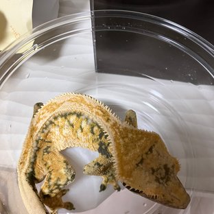 트라이 드리피 화이트스팟 풀핀 화이트포트홀 화이트