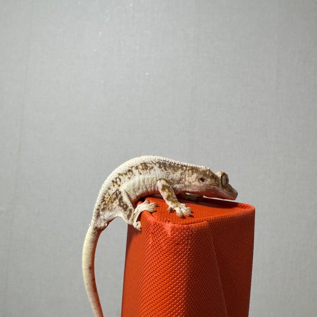 릴리100%헷아잔틱