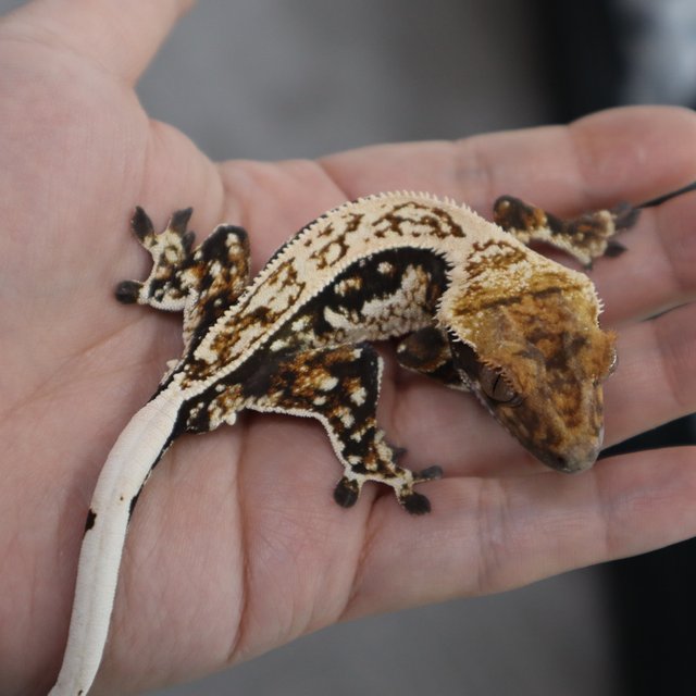 화이트 쿼드 트라이 다크 엠티백 슈퍼스트라이프