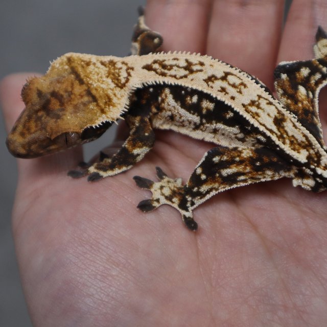 화이트 쿼드 트라이 다크 엠티백 슈퍼스트라이프