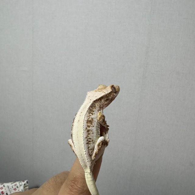 릴리100%헷아잔틱