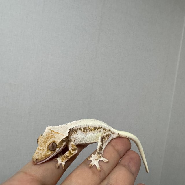 릴리100%헷아잔틱