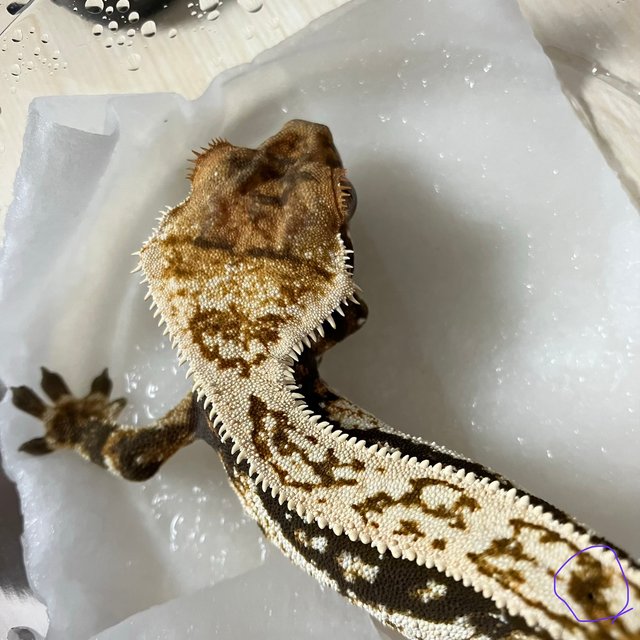 화이트 쿼드 트라이 다크 엠티백 슈퍼스트라이프