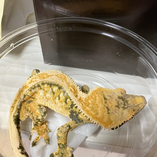 트라이 드리피 화이트스팟 풀핀 화이트포트홀 화이트