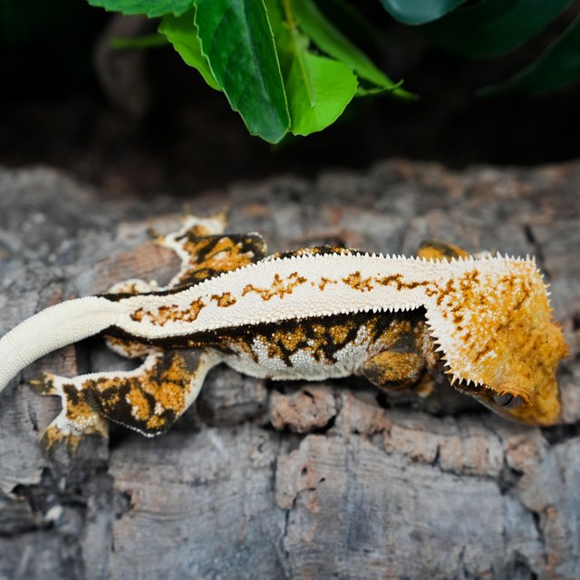 트라이 풀핀 화이트